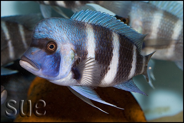 Cyphotilapia gibberosa 'Cape Mpimbwe'
